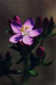 Centaury