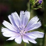 Chicory