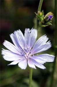 Chicory