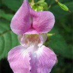 Impatiens