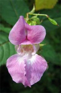 Impatiens